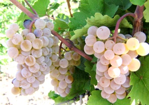 Виноград в Саратове, технические сорта винограда, коньяк, вино.