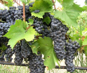 Виноград в Саратове